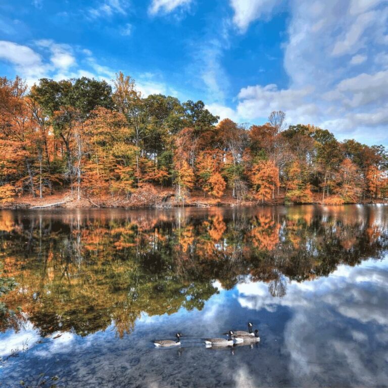 Lake with water fowl